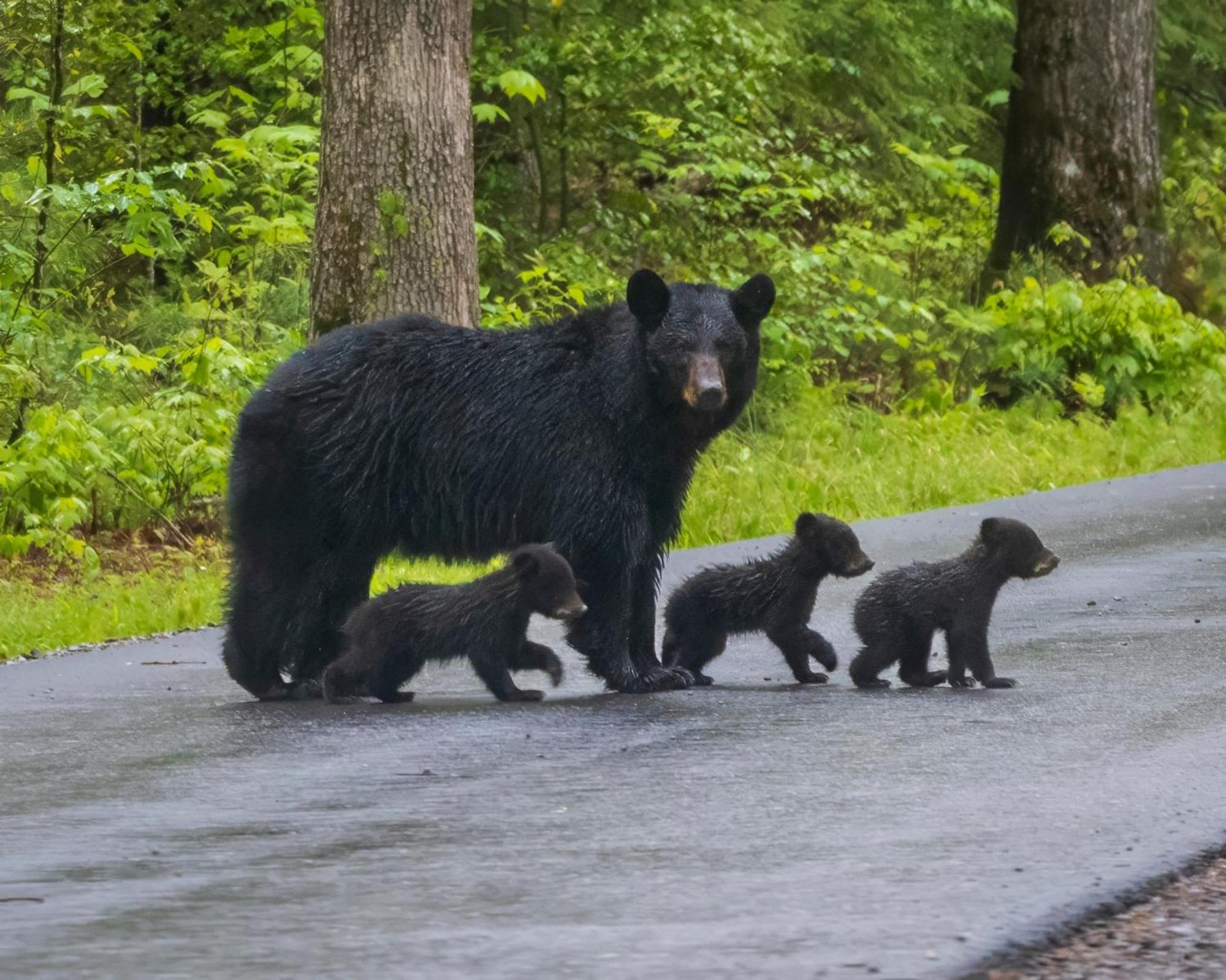 Smoky Mountain Gem Villa Gatlinburg Ngoại thất bức ảnh
